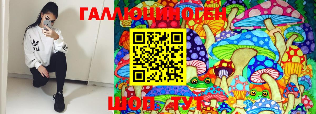 Галлюциногенные грибы Psilocybe  Сосновый Бор 